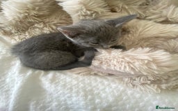 Russian Blue cats for sale: Russian blue girl for sale! - Image 2