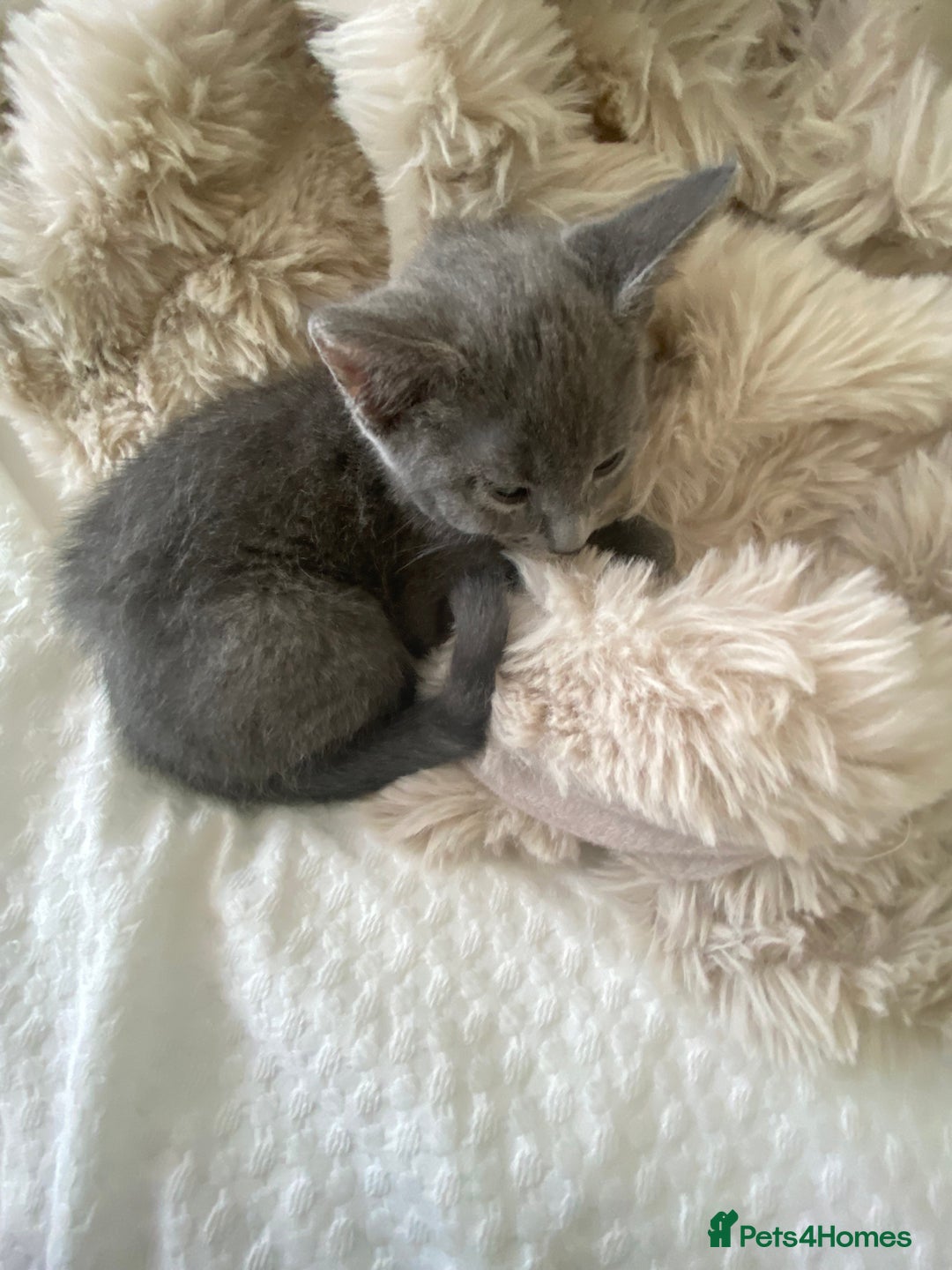 Russian Blue cats for sale: Russian blue girl for sale! - Image 2