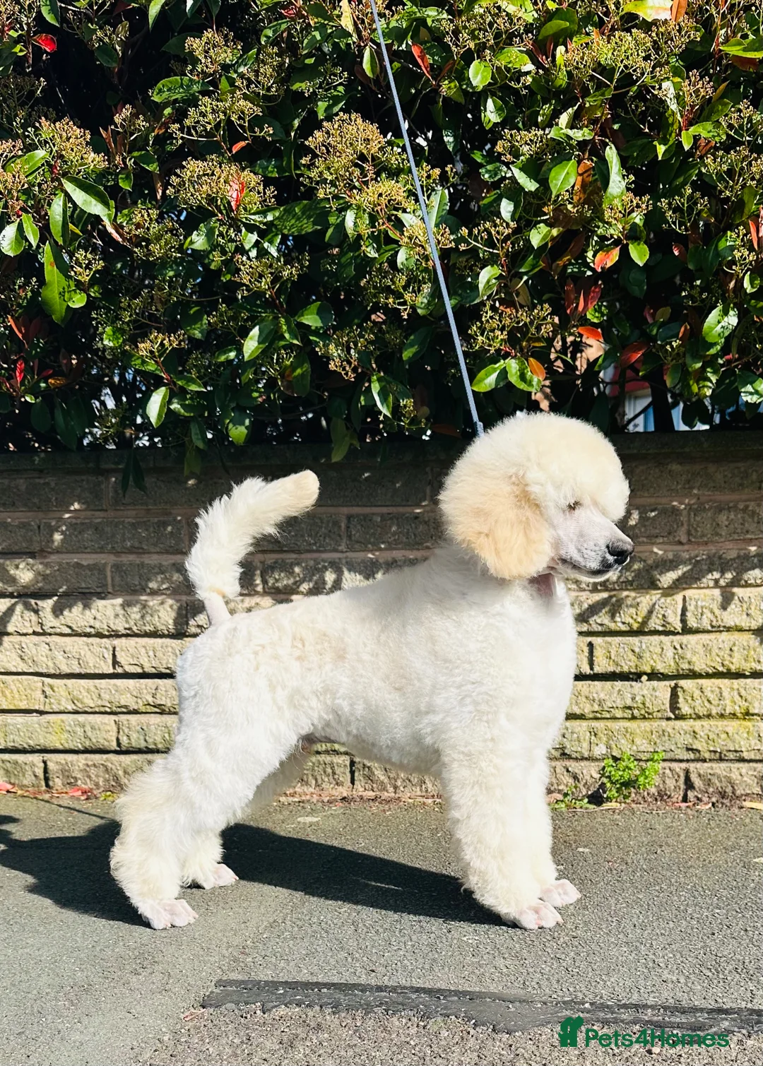Standard Poodle dogs for sale: Seven Wonders of Standard Poodle Puppies - Advert 1