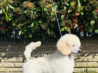 Standard Poodle dogs Seven Wonders of Standard Poodle Puppies - Advert 1