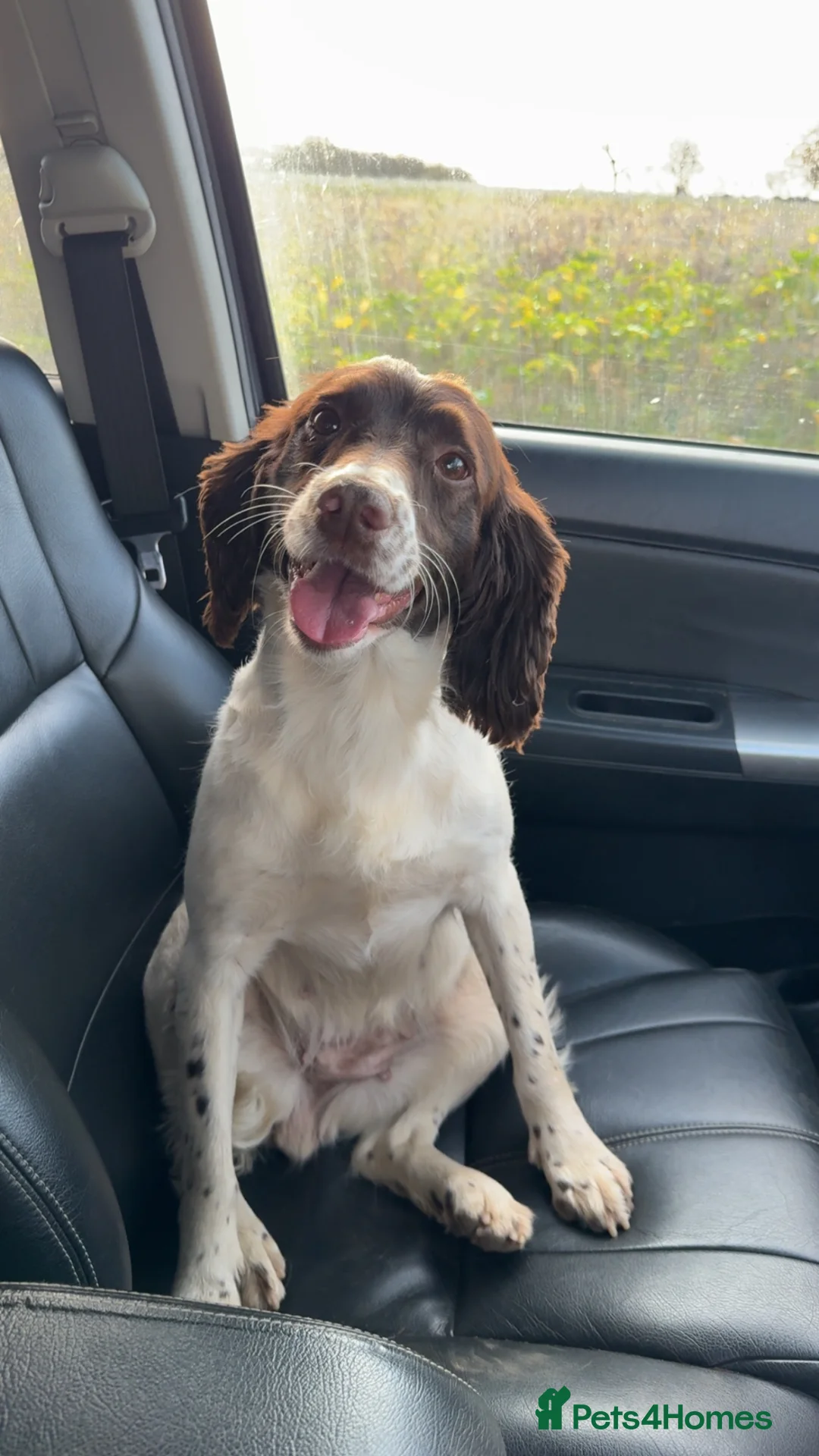 Mixed Breed dogs for sale: Beautiful springer spaniel x collie whippet grey  - Advert 9