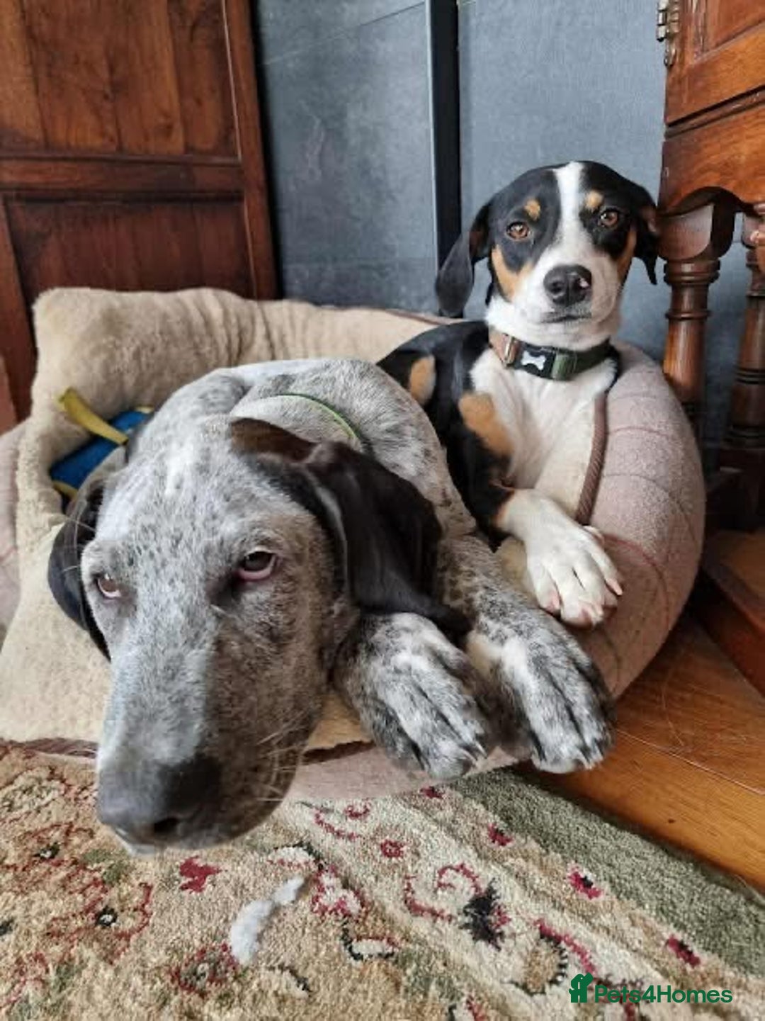 Mixed Breed dogs for adoption: Arlo 4 month old pointer cross puppy  - Image 5