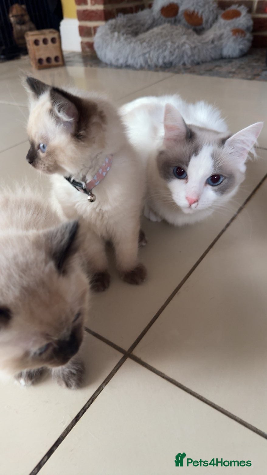 Ragdoll cats Ragdoll kittens 8 weeks old girls  - Advert 1