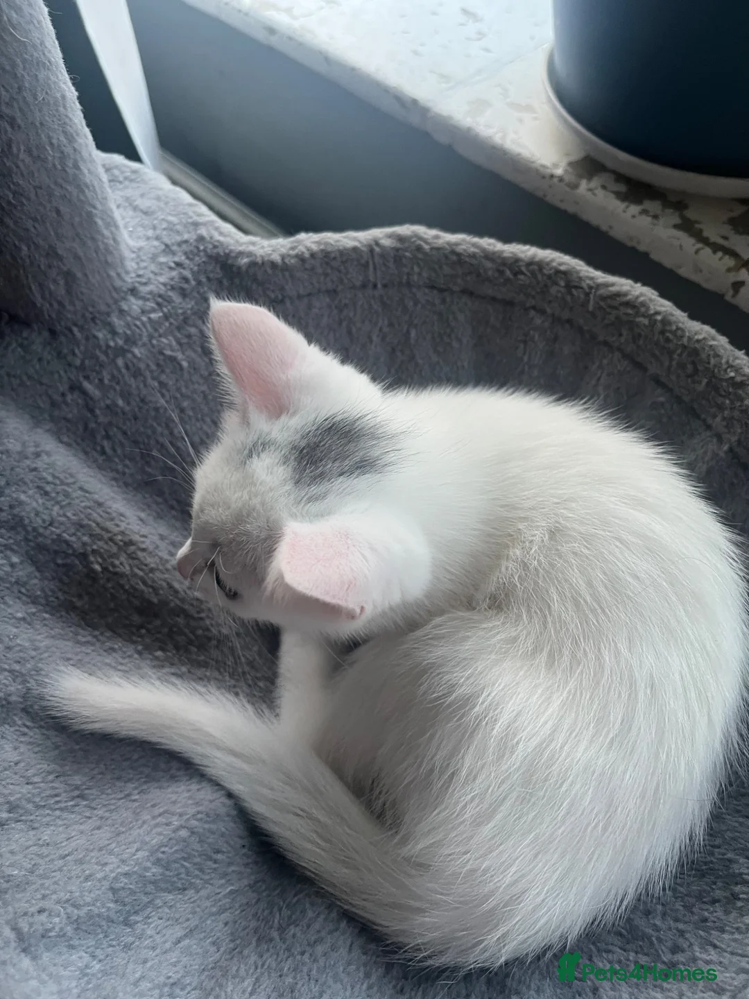 Mixed Breed cats for sale: Two beautiful female kittens in Rickmansworth - Advert 5