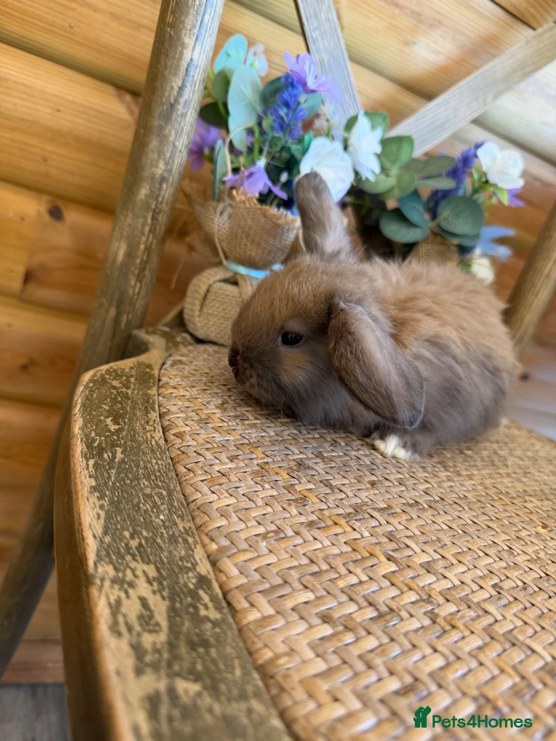 Mini Lop rabbits for sale: ✨ Mini Lop Bunnies | Harlequin & Rare Varieties   - Advert 1