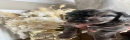 Cockapoo dogs for sale: Beautiful Merle cockapoos  in Orpington - Advert 4