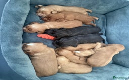 Cocker Spaniel dogs for sale: Kc reg cocker spaniels with 5 weeks insurance  - Advert 3