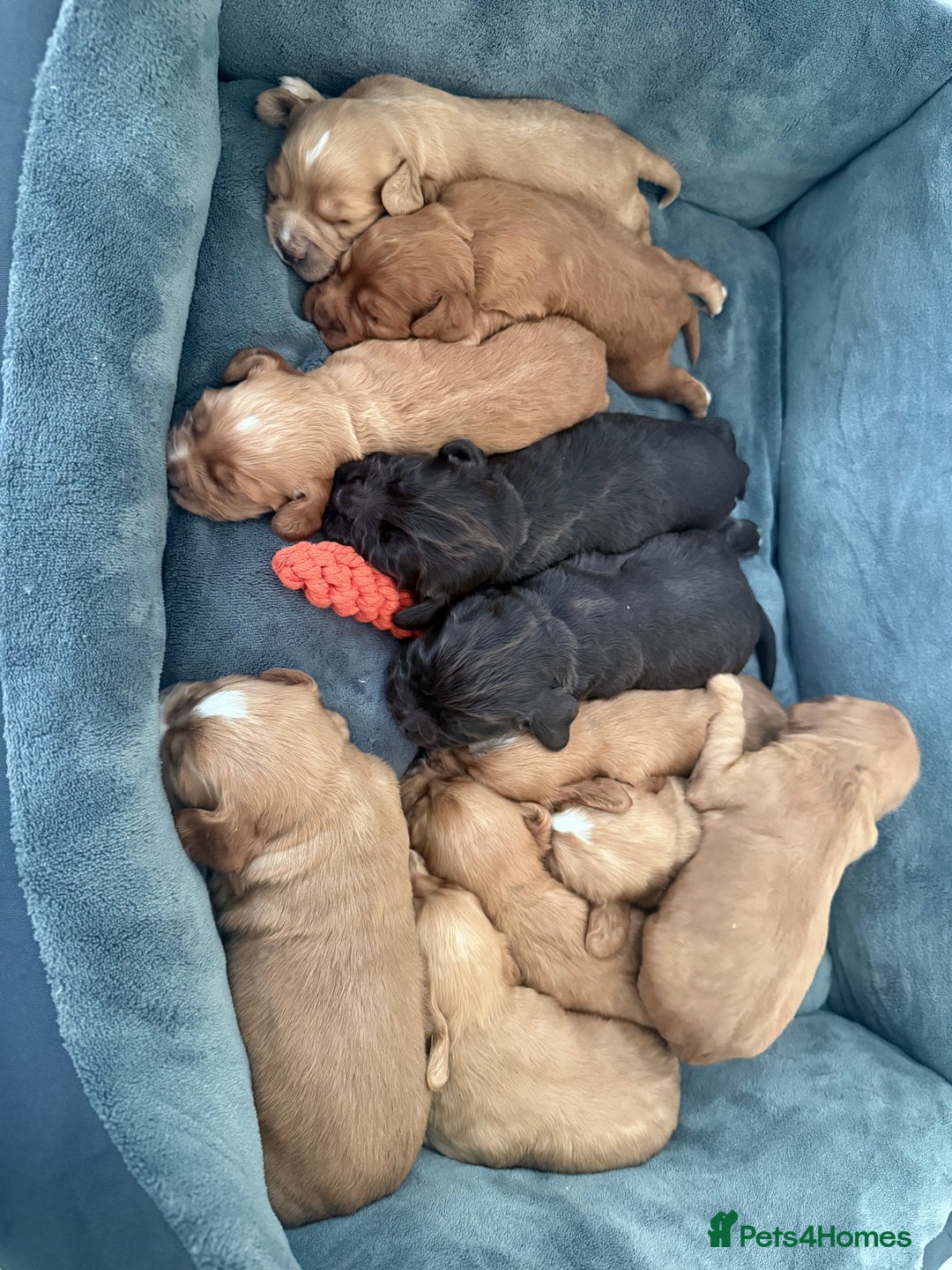 Cocker Spaniel dogs for sale: Kc reg cocker spaniels with 5 weeks insurance  - Advert 3