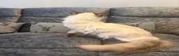 Ragdoll cats for sale: RAGDOLL MALE (Seal Point) - Advert 4