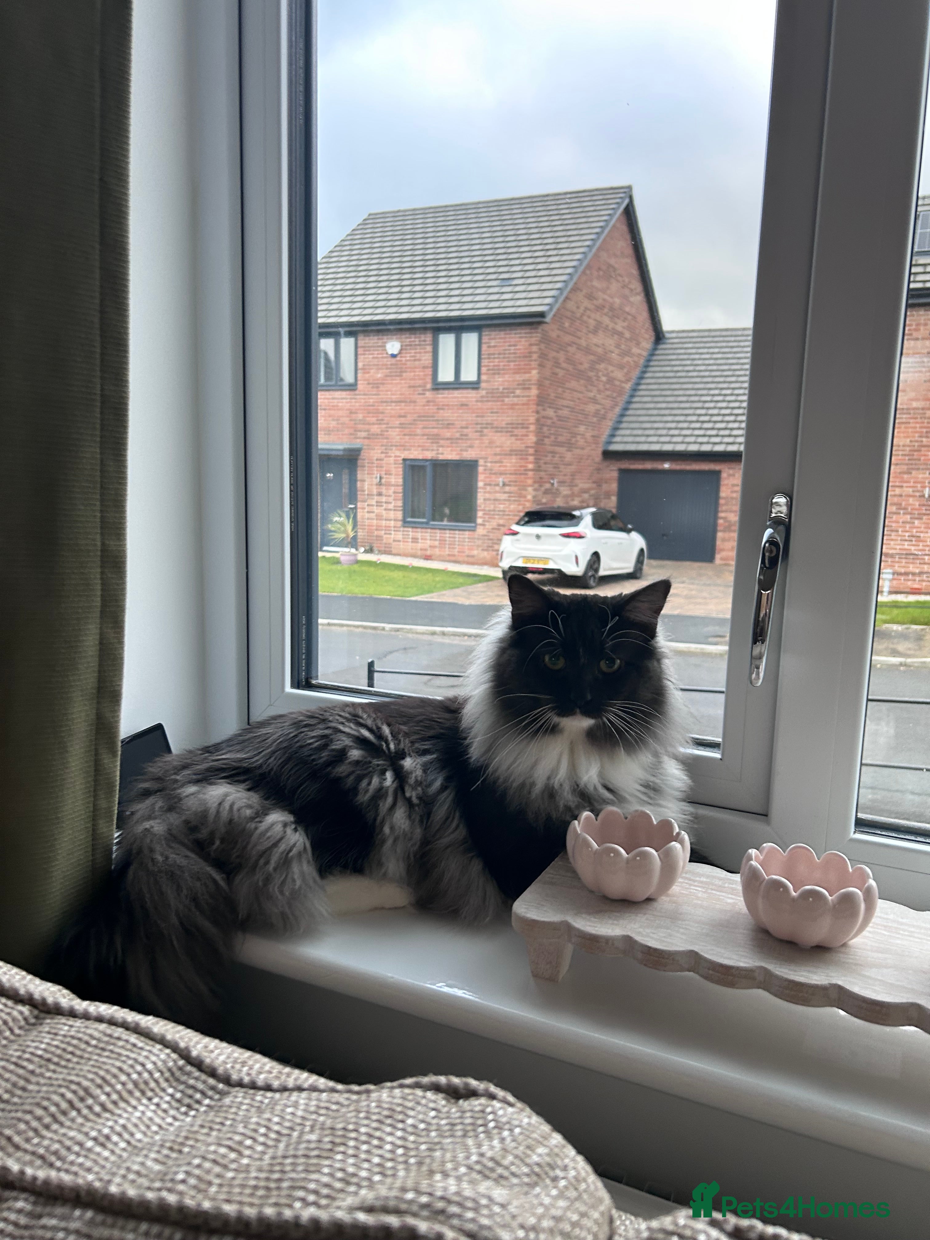 Maine Coon cats mainecoon x norwegian forest cat  - Advert 1