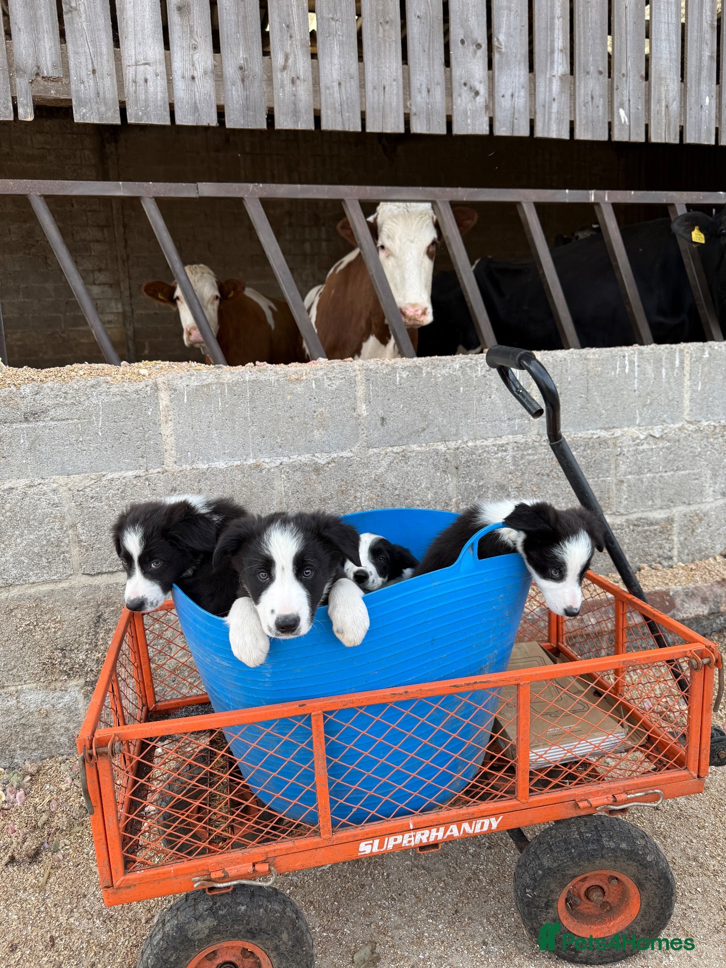 Border Collie dogs KC registered Border Collie Puppies  - Advert 2