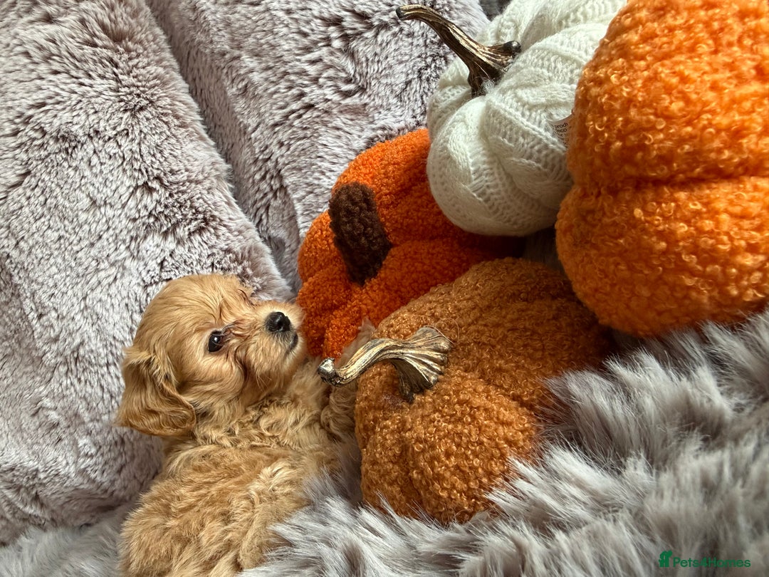 Maltipoo dogs for sale: F1 Beautiful Maltipool Puppies - Advert 33
