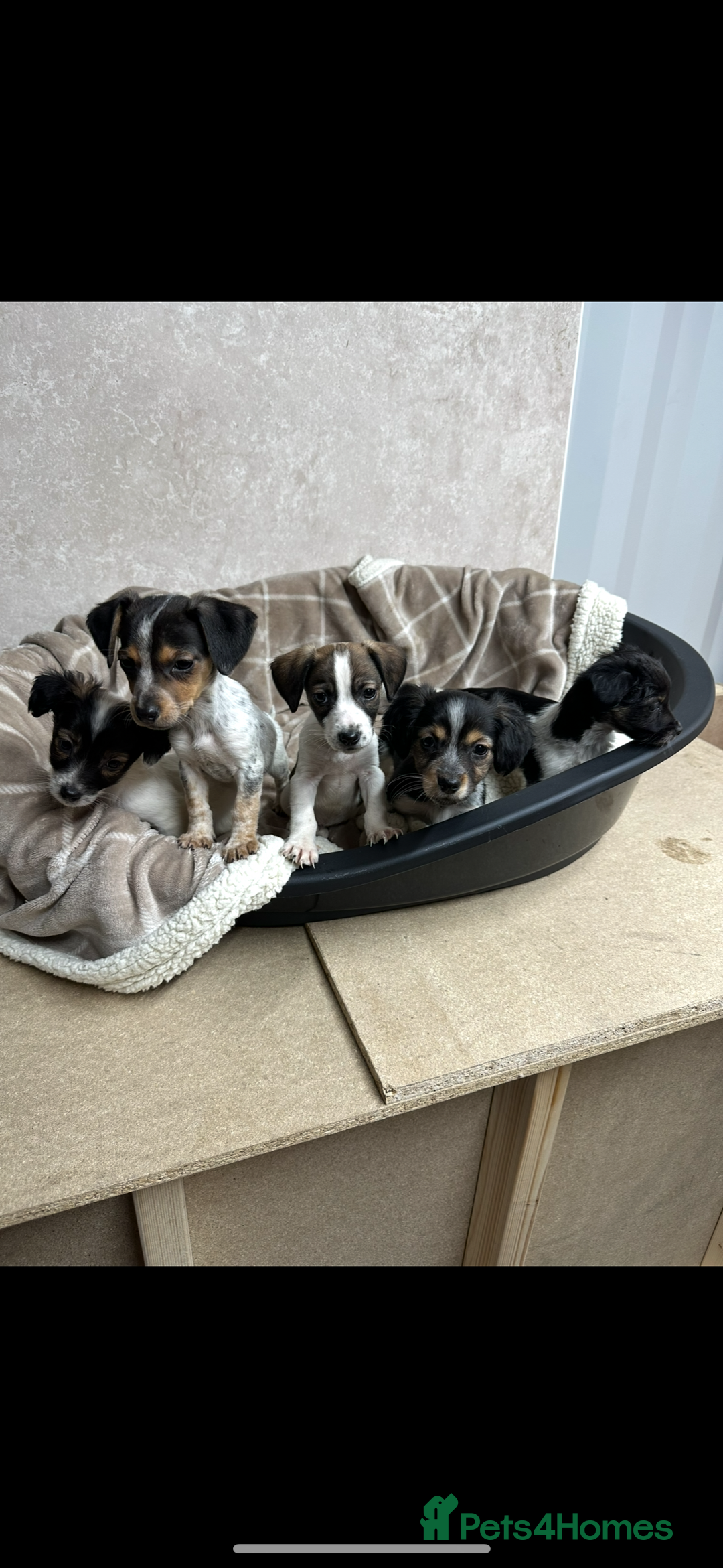 Jack Russell dogs for sale: Miniature jack russel pups - Advert 3