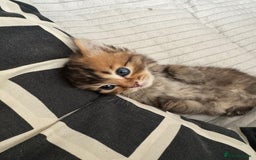 Scottish Fold cats for sale: 5 British Longhair and Scottish Straight kittens  - Image 21