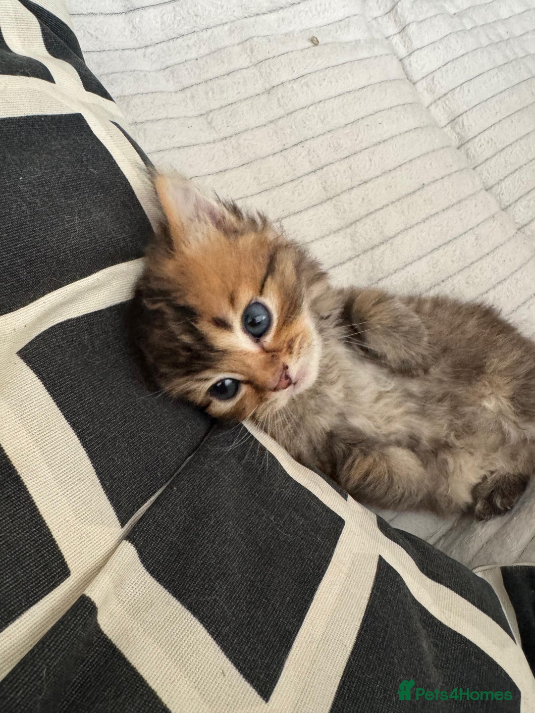 Scottish Fold cats for sale: 5 British Longhair and Scottish Straight kittens  - Image 21