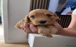 Cockapoo dogs for sale: F2 Cockapoos - Image 8