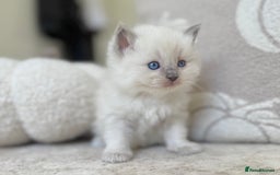 Ragdoll cats for sale: Blue Point Ragdoll Kittens! - Image 3