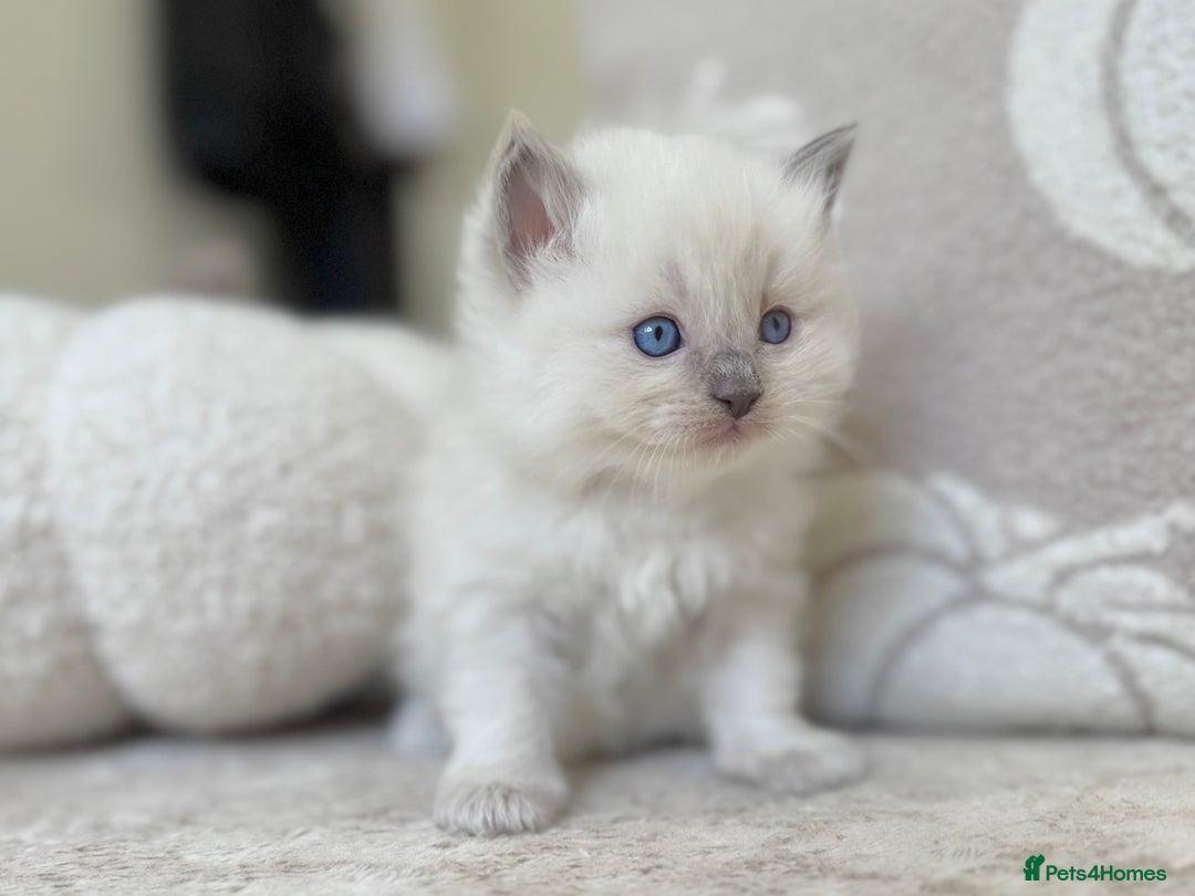 Ragdoll cats for sale: Blue Point Ragdoll Kittens! - Image 3
