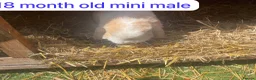 Mixed Breed rabbits for sale: Mix rabbits please read listing  - Advert 25