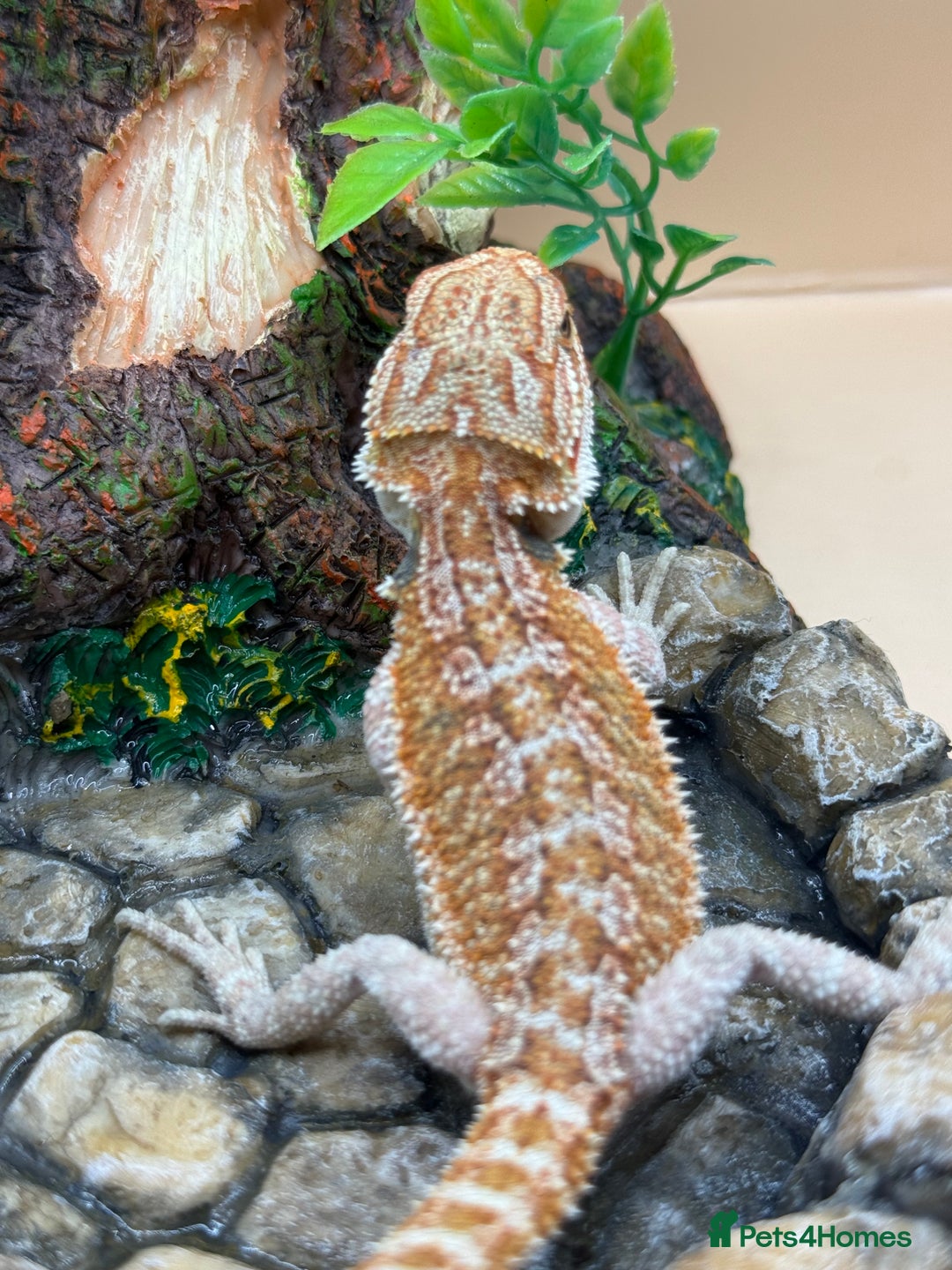 Bearded Dragon reptiles for sale: 🔥Last clutch this year!! Baby bearded dragons 🔥 - Image 5