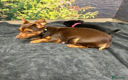 Jack Russell dogs for sale: Beautiful Miniature Jack Russel puppy  - Image 2