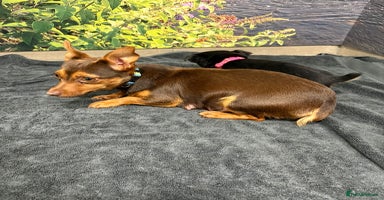 Jack Russell dogs - Advert 4