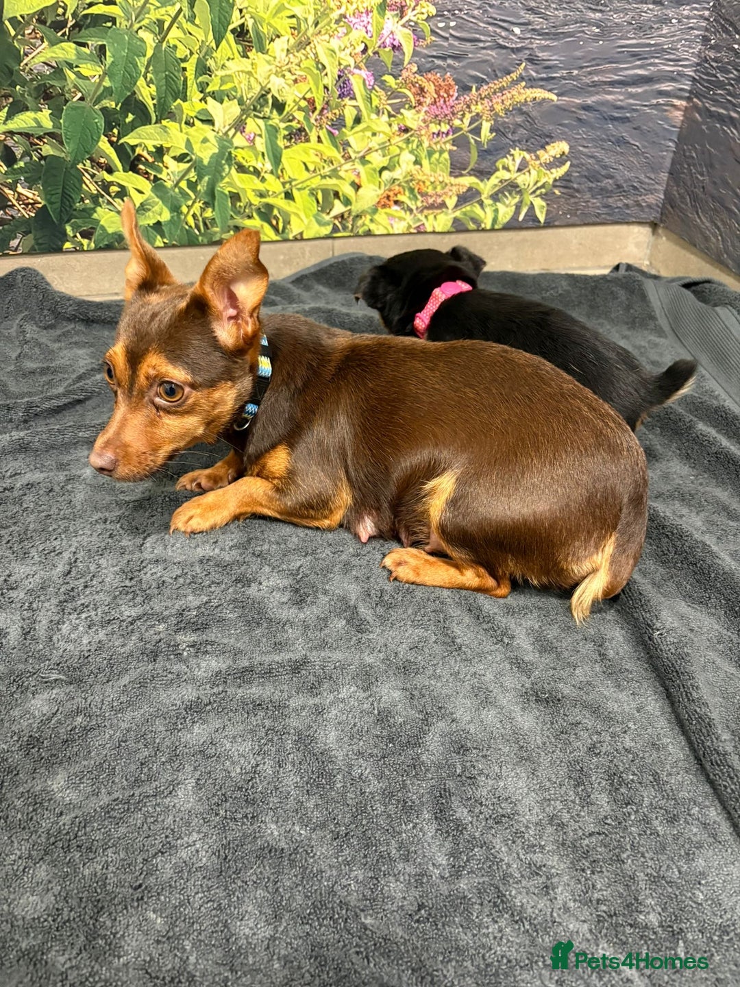 Jack Russell dogs for sale: Beautiful Miniature Jack Russel puppy  - Image 2