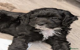 Cockapoo dogs for sale: We have Four Beautiful Cockerpoo Puppies Available - Image 3