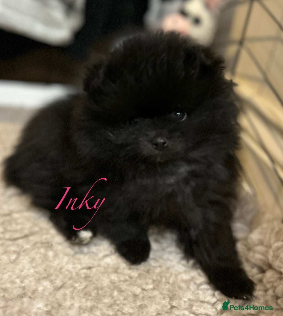Pomeranian dogs for sale: Pomeranian Pups - Ready for new homes 💕 - Advert 32
