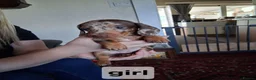 Dachshund dogs for sale: Dacshund  - Advert 5