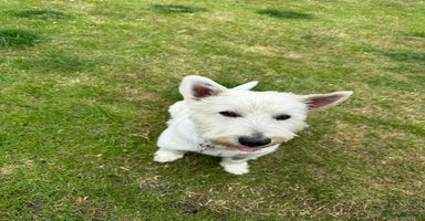 West Highland Terrier dogs - Advert 15