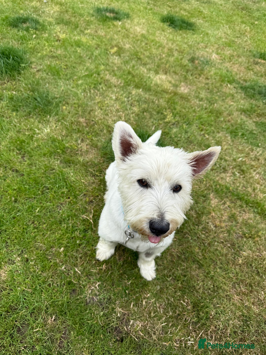 West Highland Terrier dogs for sale: Handsome West Highland Terrier - Image 2