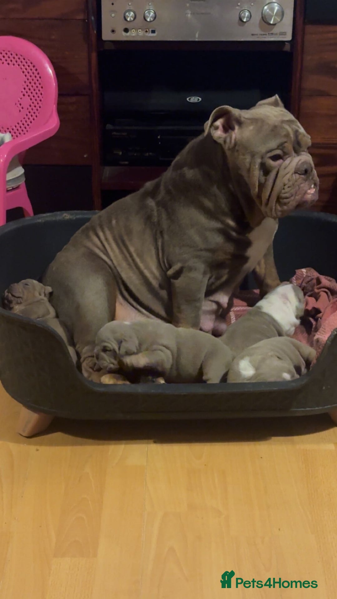 English Bulldog dogs for sale: Lilac tri english bulldogs  - Advert 1