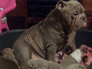 English Bulldog dogs Lilac tri english bulldogs - Advert 2