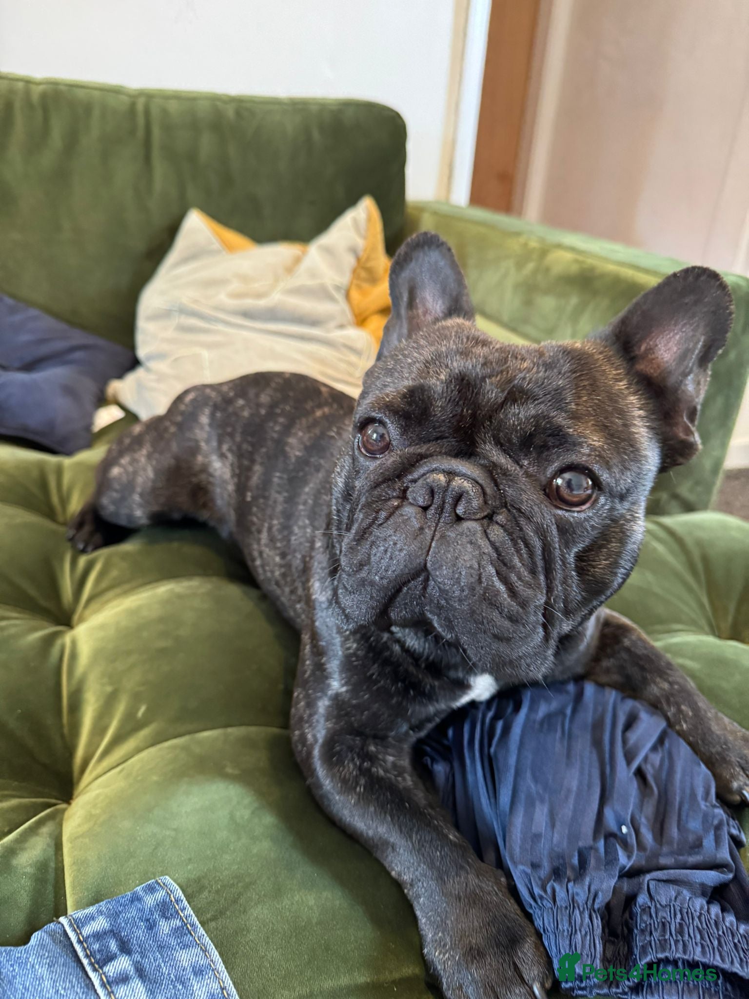 French Bulldog dogs French bulldog male  in Pontefract - Advert 2