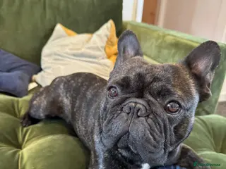 French Bulldog dogs French bulldog male in Pontefract - Advert 2