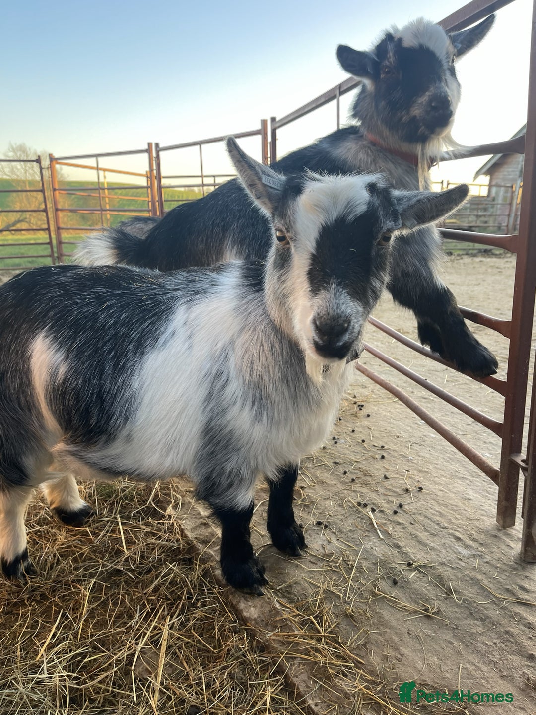 Goats livestock for sale: 4 Pygmy Goats for Sale – - Advert 6