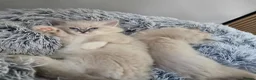 Ragdoll cats for sale: 🩷TICA registered Ragdolls🩷 - Advert 15