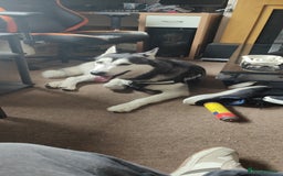 Siberian Husky dogs for sale: Loving 2-Year Old Husky Looking for a Forever Home - Image 5