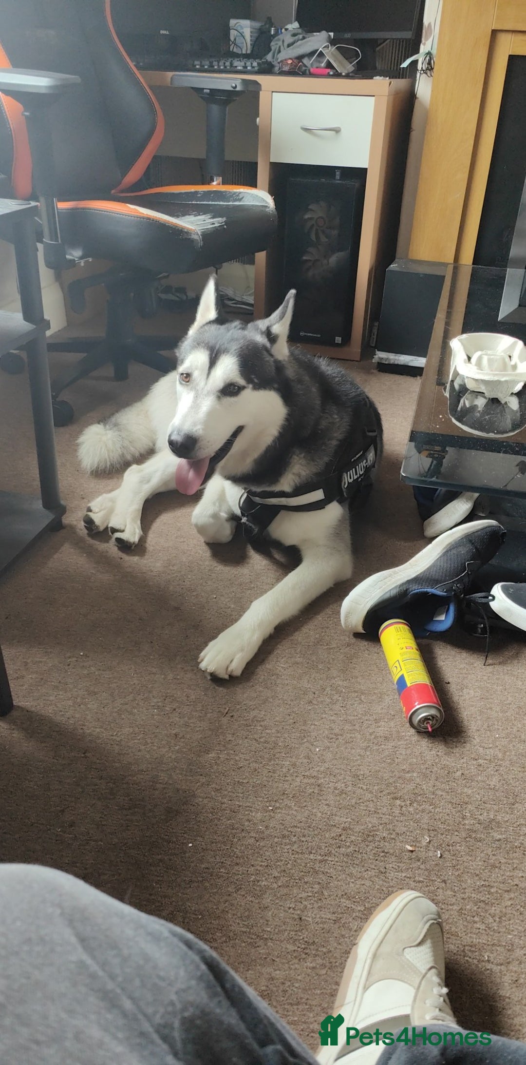 Siberian Husky dogs for sale: Loving 2-Year Old Husky Looking for a Forever Home - Image 5