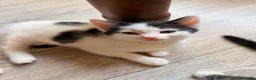 Mixed Breed cats for sale: 5 beautiful playful kittens  - Advert 2