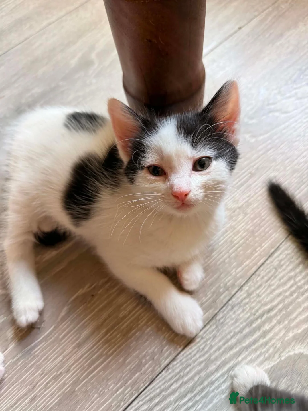 Mixed Breed cats for sale: 5 beautiful playful kittens  - Advert 2