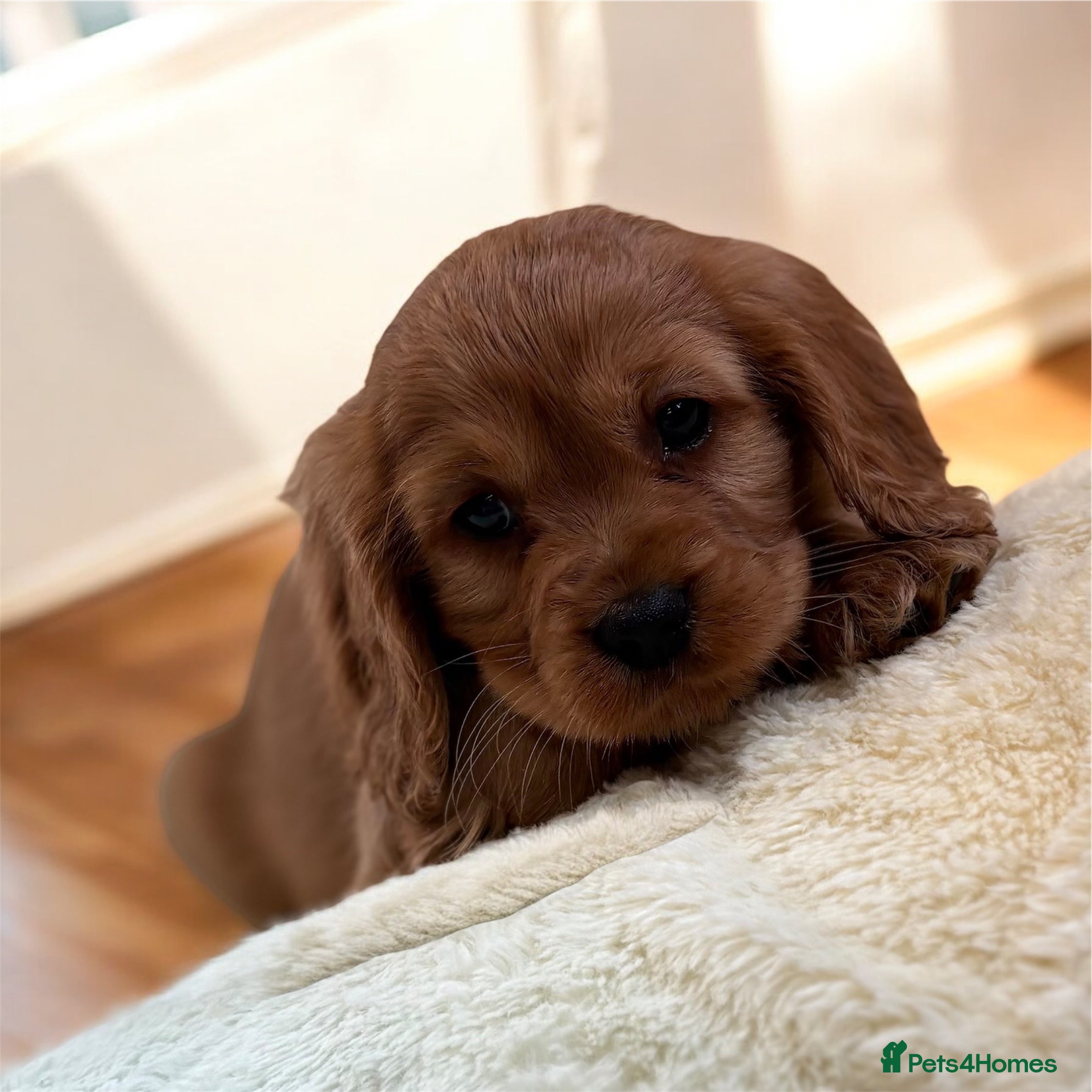 Cavapoo dogs F1b Cavapoo Puppy’s!  - Advert 1