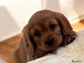 Cavapoo dogs F1b Cavapoo Puppy’s! - Advert 2