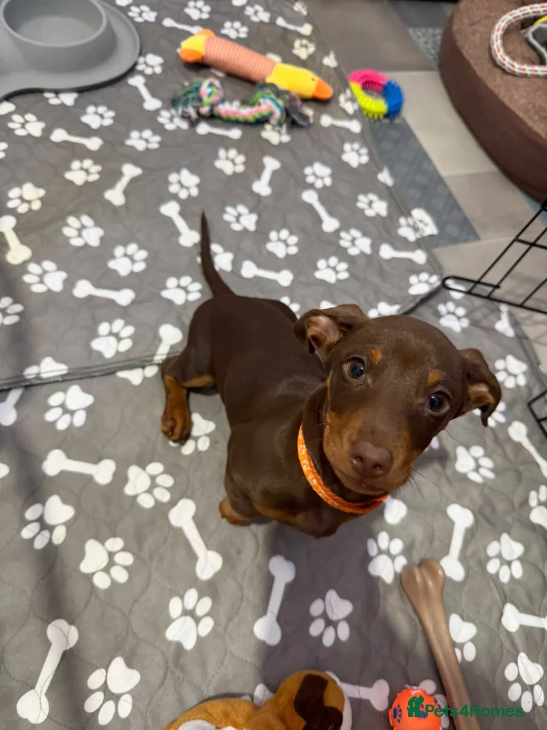Miniature Dachshund dogs for sale: Rehoming beautiful 3-month-old Mini Dachshund - Advert 3