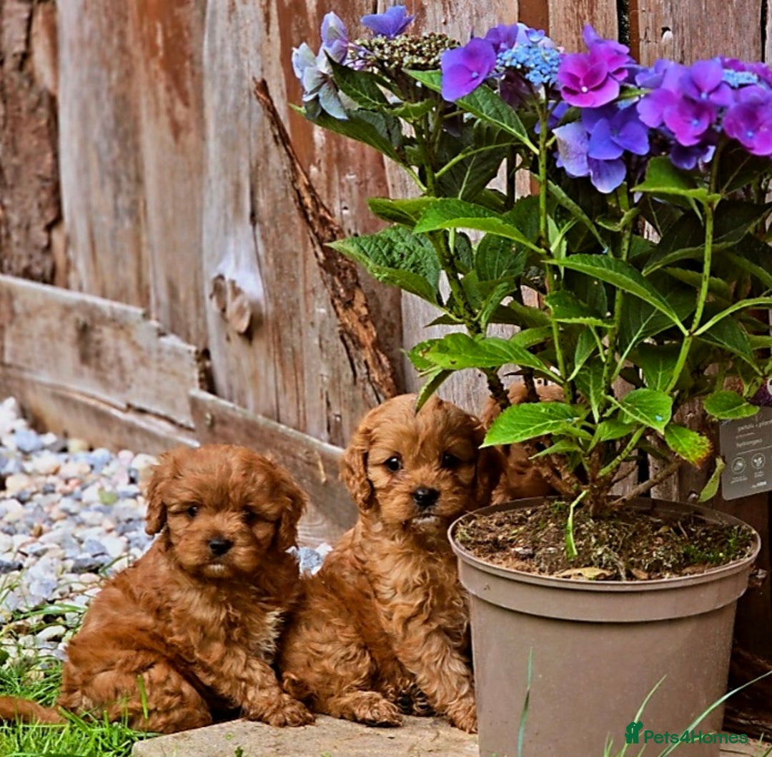 Cavapoo dogs for sale: Ruby red cavapoo puppies - Image 4