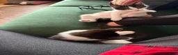 Mixed Breed cats for sale: Beautiful tuxedo kittens one boy and one girl  - Advert 4