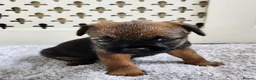 Border Terrier dogs for sale: Border Terrier  - Advert 3