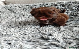 Shih Tzu dogs for sale: Imperial shi tzu babies  - Image 7