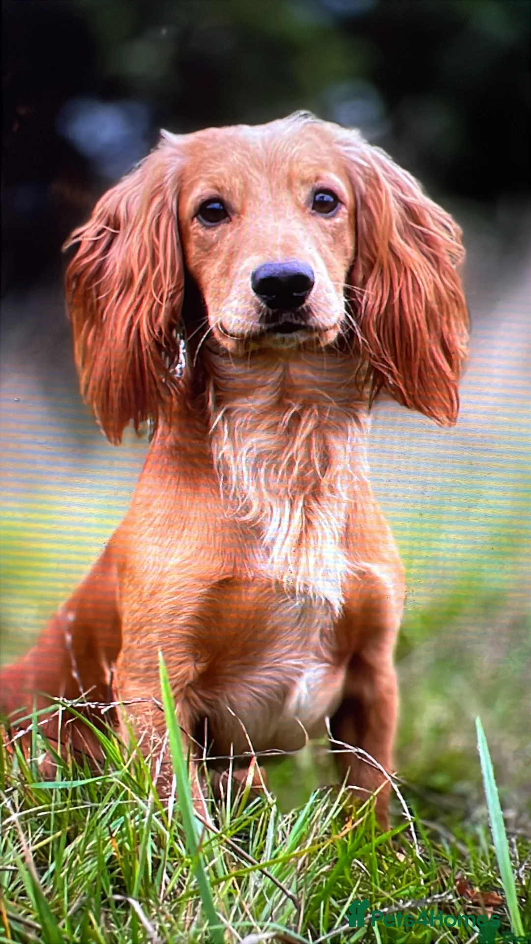 Cocker Spaniel dogs for sale: KC red golden cocker pups health tested parents - Advert 4